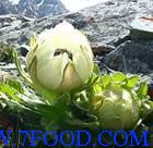 ѩ������ȡ��