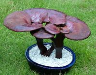 ��֥��ȡ����֥����10-60%����֥����1-6%