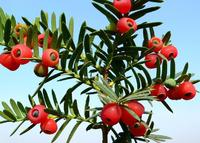 ��ɼ��99.5%��Ӧ��