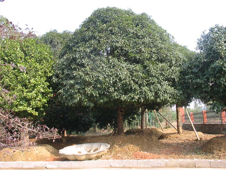 天堂农庄花木桂花树香樟罗汉松苗木基地