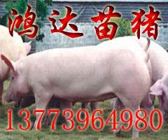 三元苗猪
