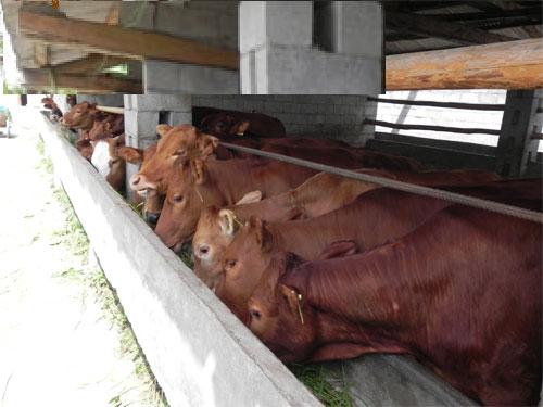 肉牛 肉羊 肉驴