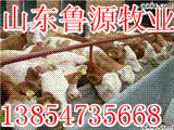 肉牛西门塔尔牛 波尔山羊