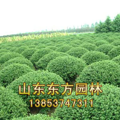 乔木