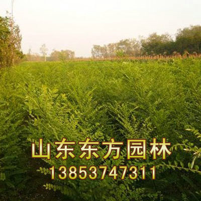 速生法桐