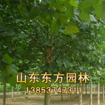 山东东方园林供应造型法桐