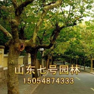 法桐
