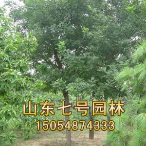平头国槐
