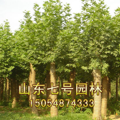 法桐