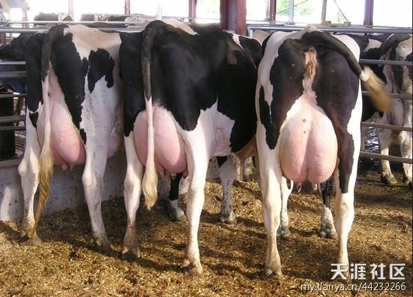 奶牛价格荷斯坦奶牛价格