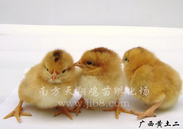 广西黄土2鸡苗