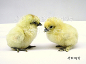 竹丝鸡鸡苗