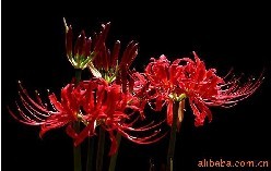 ʯ����ȡ��-�������������