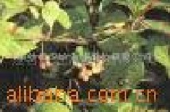 ��ζ����ȡ��-��ζ����