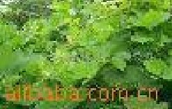 �����ȡ�����أ������ͪ