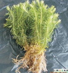 ǧ������ȡ��-ʯɼ���