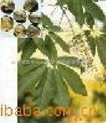 �������ȡ��-��Ҷ��߰