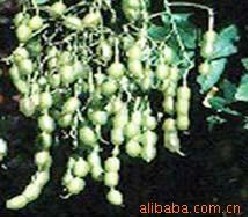 槐角提取物-染料木素