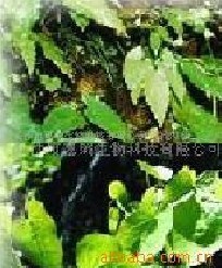 淫羊藿提取物-淫羊藿甙