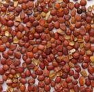 酸枣仁提取物-酸枣仁皂甙