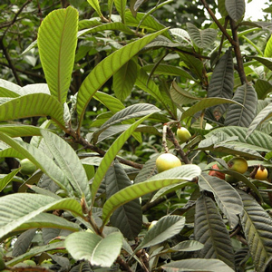 枇杷叶提取物科罗索酸