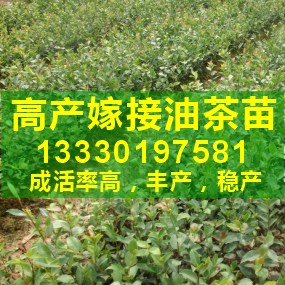 ★福建高产油茶|茶油树苗|茶子苗