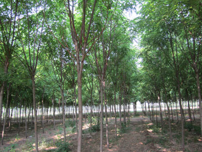 香花槐低价低价供应绿源苗木