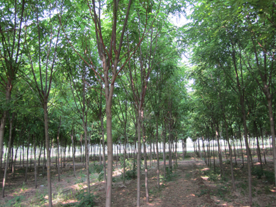 绿源供应香飘飘围绕地球一圈之香花槐