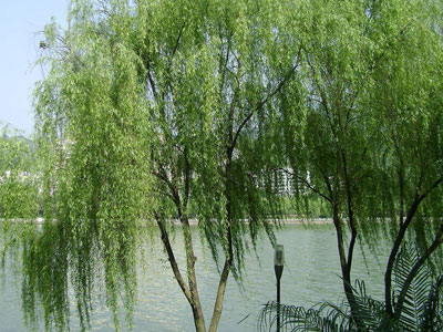 柳树