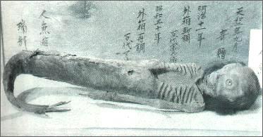 令人毛骨悚然:传说中的“美人鱼”尸骨