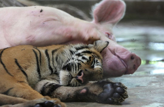 泰国动物园老虎和猪互相哺乳亲如家人