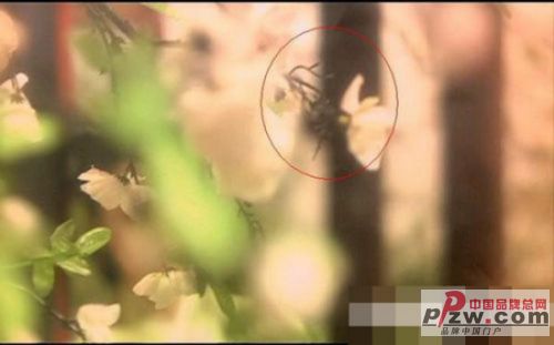 中国品牌总网-欣赏图片