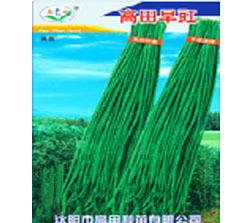 高田绿豇