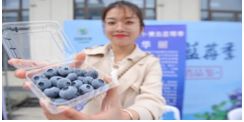 山东青岛“黄岛蓝莓”：把小浆果做成致富大品牌