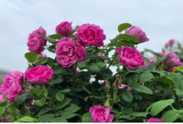 平阴玫瑰：一朵花惊艳了一座城